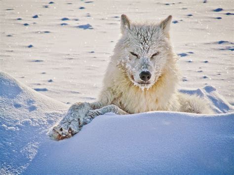 White Wolf: 15 Photos of the Most Amazing Animal in Alaska - Arctic Wolves. | Arctic wolf ...