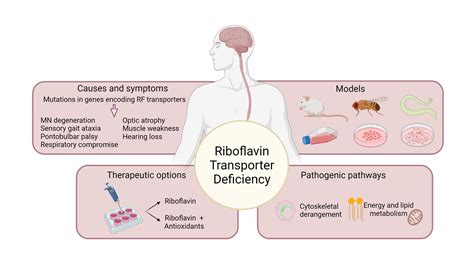 Biomedicines | Free Full-Text | New Insights into the Neurodegeneration Mechanisms Underlying ...