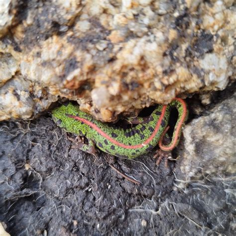 Pygmy Marbled Newt in April 2023 by Christian · iNaturalist