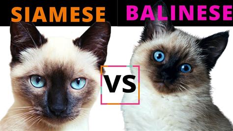 Siamese Cat VS Balinese Cat / Breed Comparison / Which One Should You Choose? - YouTube