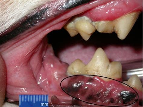 5. Melanoma - Dr. Bills Pet Nutrition