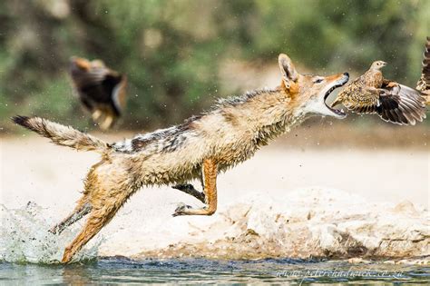 Black-Backed Jackal Hunting Sandgrouse - Peter Chadwick | African Conservation Photographer