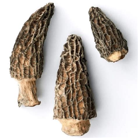 Dried Morel Mushrooms - Morel Mushrooms For Sale