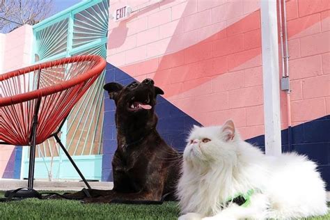 13 of the Best Pet-Friendly Bar Patios in El Paso