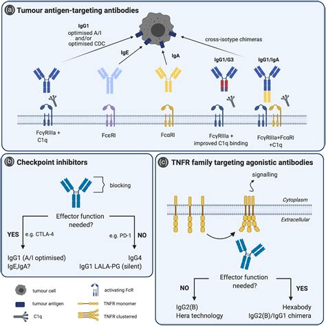 Isotype selection for antibody‐based cancer therapy - Vukovic - 2021 - Clinical & Experimental ...