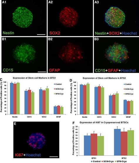 Expression of stem cell markers and proliferation marker Ki67 in BTSCs ...