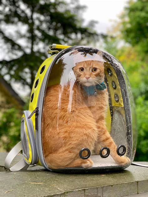 Cat Backpack Travel Bags - Cat Meme Stock Pictures and Photos