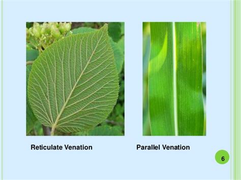 Parallel Venation Leaves & Plants | Parallel Venation Examples [Here's ...