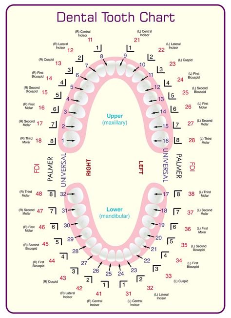 Dental Tooth Chart Printable | Dental hygiene school, Tooth chart ...