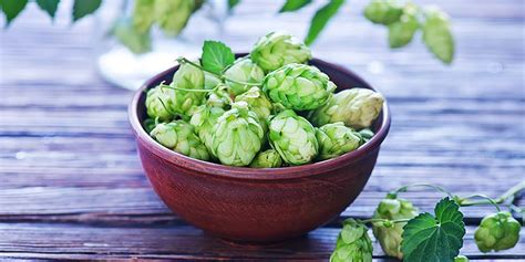 El Dorado Hops: The Fabled Golden-Veined Variety