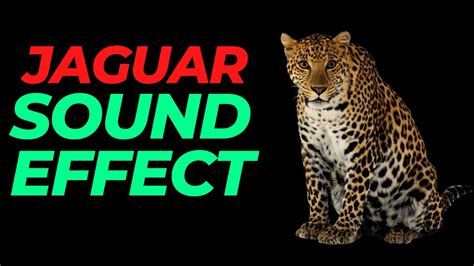 Jaguar sound effect no copyright | Jaguar noises | Jaguar sounds | HQ jaguar sound effect - YouTube