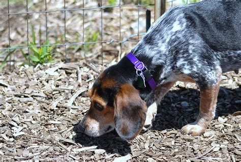 Blue Tick Beagles Love Sniffing the Ground | Blue tick beagle, Beagle hunting, Beagle