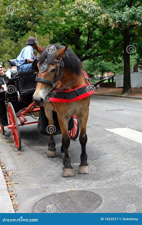 Horse & buggy stock image. Image of tourists, horse - 1023317