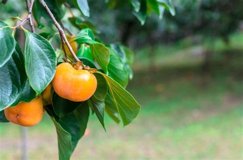 Arbres fruitiers exotiques : le top 7 à planter dans votre jardin