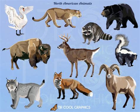 North American Animals Digital Realistic Clip Art PNG