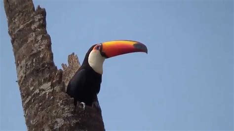 Toucans nesting, Toco Toucan, Ramphastos toco, Toucans sounds, - YouTube