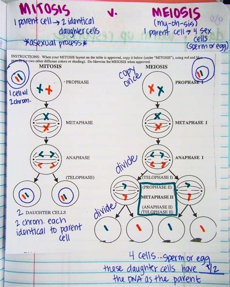 Meiosis Mitosis Comparison Worksheet