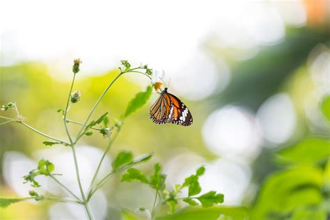 Butterfly in Bangkok Butterfly Garden and Insectarium. : r/Butterflies