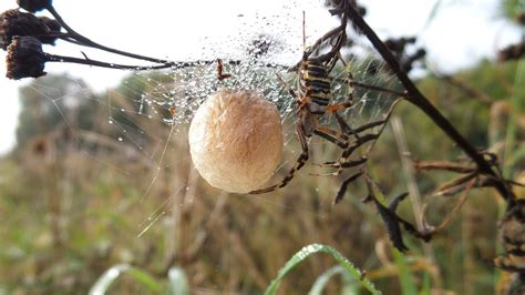 Spider Nest Bullet - Free photo on Pixabay