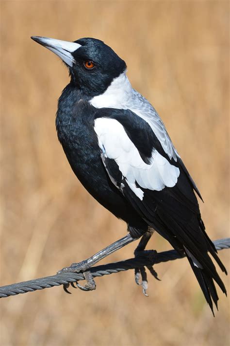 black, white, crow, magpie, australian, australia, nature, bird, birds, wildlife | Pxfuel