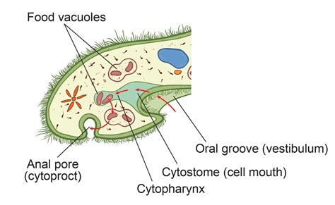 The Structure of Paramecium Cell - Rs' Science