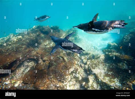 Endangered Galapagos penguins (Spheniscus mendiculus) underwater near ...