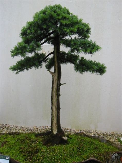 Cedar (Cedrus) - Bonsai Empire