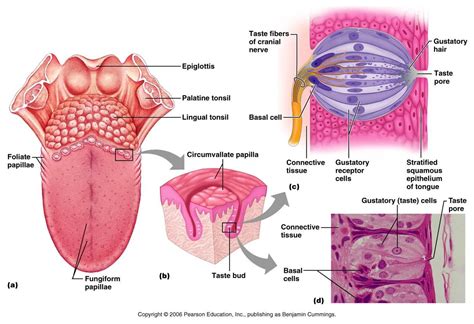 Dentistry: Taste Bud. Its Histology for under graduate dental students