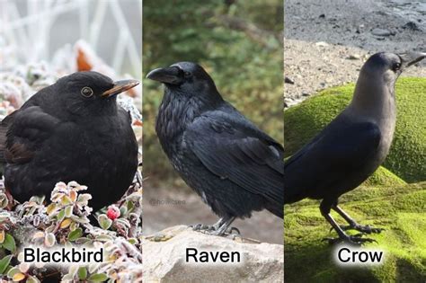 Blackbirds and crows: Similar Appearances and Differences – Nature Blog Network