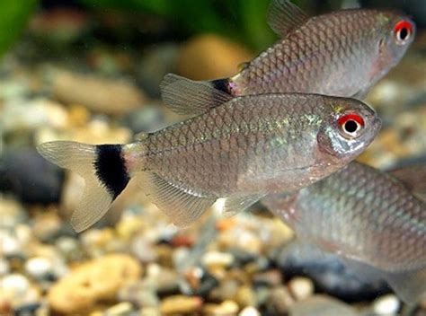 Tetra Fish - Red Eye Tetra - Arizona Aquatic Gardens