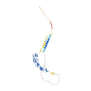 CD27 Gene - GeneCards | CD27 Protein | CD27 Antibody