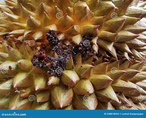 Durian Fruit Damage from Fruit Borer Stock Photo - Image of asian ...