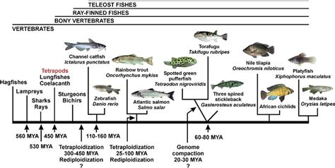 Teleost fish: Characteristics, types, reproduction and more.....