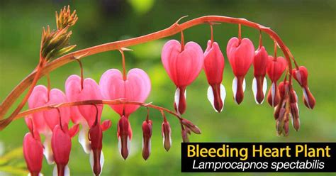 Bleeding Heart Plant: Growing and Care Of Lamprocapnos Spectablis