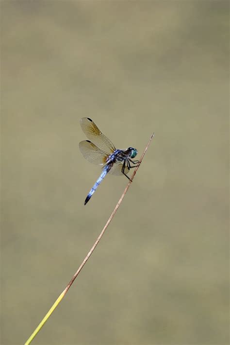 Blue dasher dragonfly | A blue dasher dragonfly (Pachydiplax… | Flickr