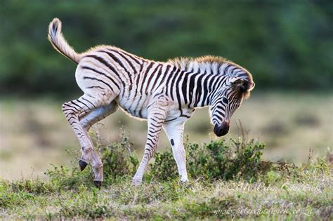 Burchells Zebra Foal Frolicking - Peter Chadwick | African Conservation ...