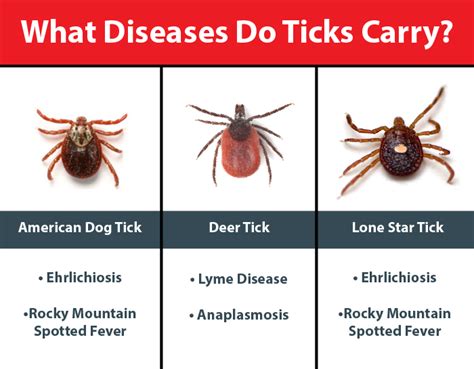 Do Dog Ticks Carry Any Diseases