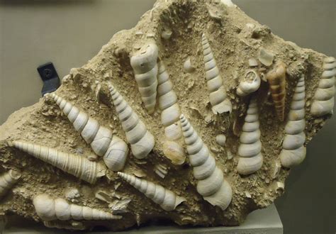 Fossils of early shelled creatures image - Free stock photo - Public Domain photo - CC0 Images