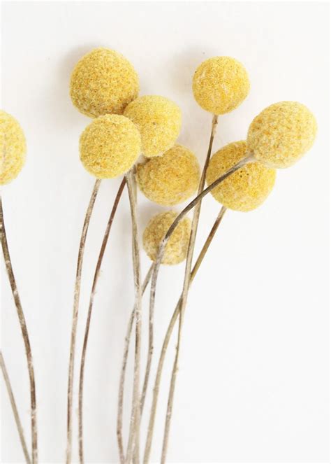 Pack of 10 - Dried Billy Buttons - Craspedia in Natural Yellow | Billy buttons, How to preserve ...