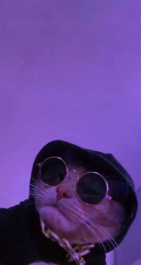 Cat Purple Con Lentes fachero | Funny cat wallpaper, Cute cat wallpaper, Cat wallpaper