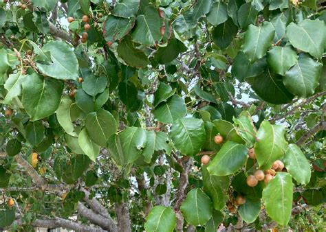 Remove the ornamental pear tree before it falls on the car or house