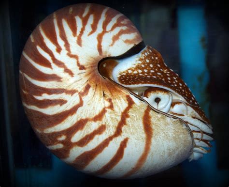 Nautilus: The Ocean's Living Fossil - Ocean Info