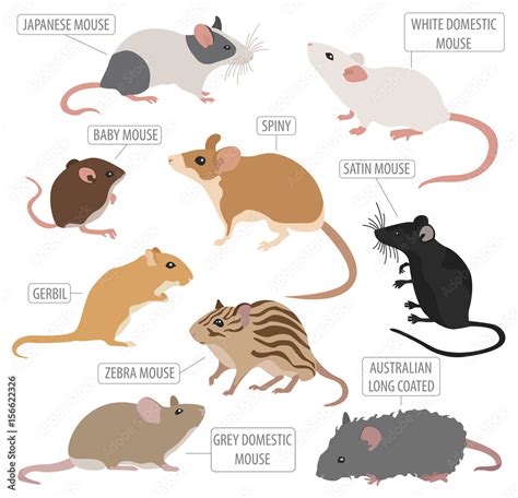 Mice breeds icon set flat style isolated on white. Mouse rodents ...