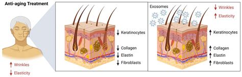 Therapeutic values of exosomes in cosmetics, skin care, tissue regeneration, and dermatological ...