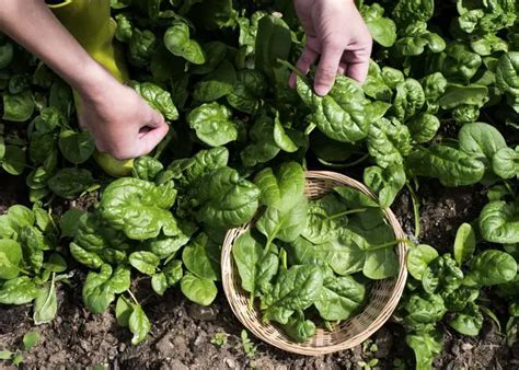 How to Plant Spinach - Plant Instructions