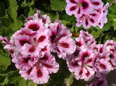 APP ONLY SALE! Regal Geranium - Crystal Lake Garden Shop