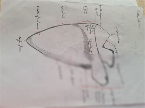 SOLUTION: anatomy scapula omoplate - Studypool