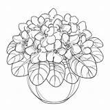 Plant Coloring Sheet Pages  Wwwhomilluxcom sketch template