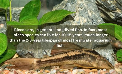 Pleco Lifespan (And How You Can Help Them Thrive)