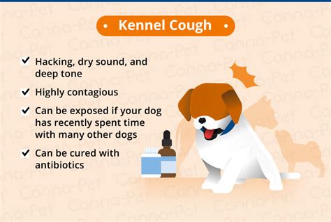 Dog Food Allergy Symptoms Coughing : Reduce pet dander allergy symptoms ...